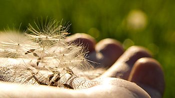 Löwenzahn auf einer Hand