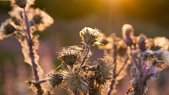 getrocknete Blumen im Sonnenlicht